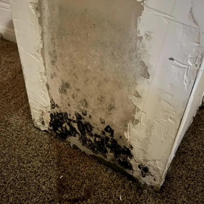 Professional Mold Removal in West Elmira, NY